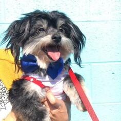 Shih Tzu Dogs for adoption in Long Beach, CA, USA