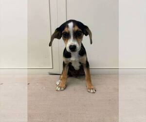Beagle-Unknown Mix Dogs for adoption in Osgood, IN, USA