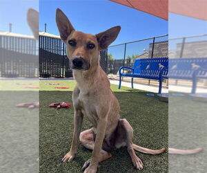 German Shepherd Dog-Unknown Mix Dogs for adoption in Elk Grove, CA, USA