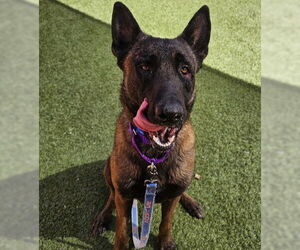 Mutt Dogs for adoption in Las Vegas, NV, USA