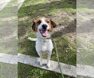 Border Collie-Unknown Mix Dogs for adoption in San Diego, CA, USA