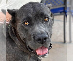 Mutt Dogs for adoption in Vail, AZ, USA