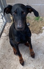 Doberman Pinscher Dogs for adoption in Pampa, TX, USA