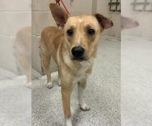 Labrador Retriever-Unknown Mix Dogs for adoption in Conroe, TX, USA
