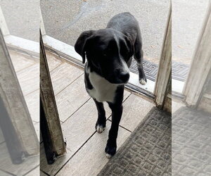 Labrador Retriever Dogs for adoption in Bloomingdale, NJ, USA