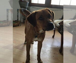 Mountain Cur-Unknown Mix Dogs for adoption in Union, WV, USA