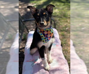 Mutt Dogs for adoption in Warrenton, VA, USA