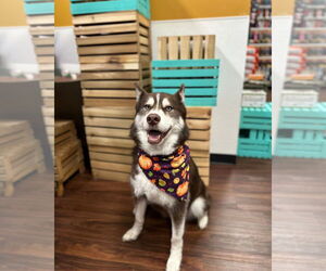 Siberian Husky Dogs for adoption in Carrollton, TX, USA