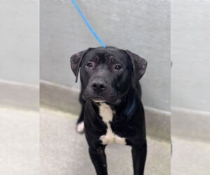 Mutt Dogs for adoption in Las Vegas, NV, USA