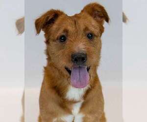Mutt Dogs for adoption in Kennesaw, GA, USA