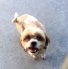 Shih Tzu-Unknown Mix Dogs for adoption in San Diego, CA, USA