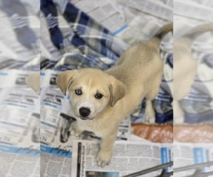 Golden Retriever-Huskies Mix Dogs for adoption in SHERBURNE, NY, USA