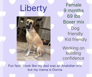 Anatolian Shepherd-Boxer Mix Dogs for adoption in New Oxford , PA, USA