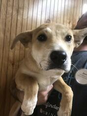 Mutt Dogs for adoption in Bauxite, AR, USA