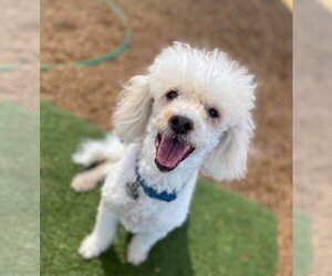Maltipoo Dogs for adoption in  Ramona, CA, USA