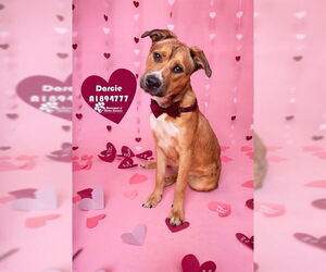 Staffordshire Bull Terrier-Unknown Mix Dogs for adoption in Riverside, CA, USA