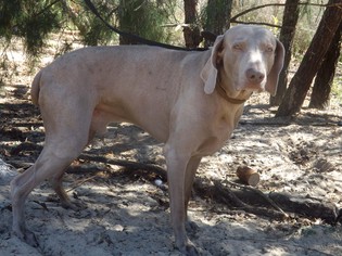 Weimaraner Dogs for adoption in Dunnellon, FL, USA