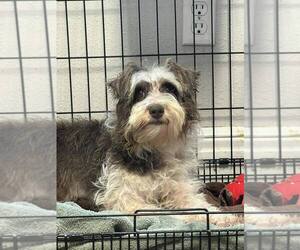 - Mix Dogs for adoption in Bolivar, MO, USA