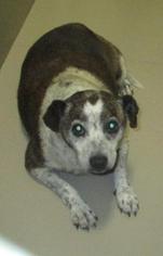 Boglen Terrier Dogs for adoption in Johnson City, TN, USA