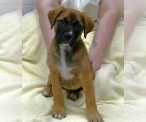 Mastiff-Unknown Mix Dogs for adoption in Pittsburgh, PA, USA