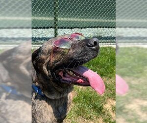 Mastiff Dogs for adoption in Waterford, VA, USA