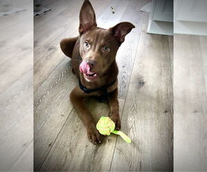 Mutt Dogs for adoption in San Juan Capistrano, CA, USA