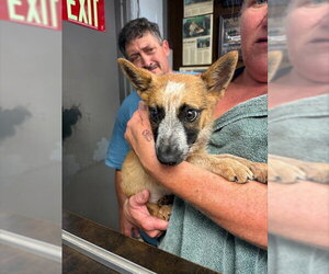Texas Heeler-Unknown Mix Dogs for adoption in Stockton, CA, USA