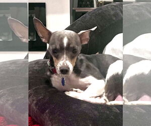 Chihuahua-Unknown Mix Dogs for adoption in Princeton, MN, USA