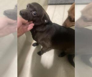 Chihuahua Dogs for adoption in Bakersfield, CA, USA