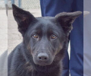 German Shepherd Dog-Huskies  Mix Dogs for adoption in Huntley, IL, USA