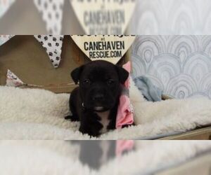 Medium Photo #1 Mutt Puppy For Sale in Jefferson, LA, USA