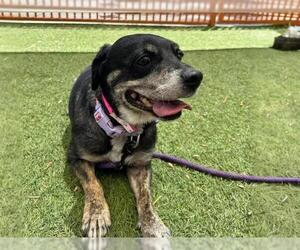 American Pit Bull Terrier-Unknown Mix Dogs for adoption in Las Vegas, NV, USA