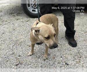Black Mouth Cur-Unknown Mix Dogs for adoption in Ocala, FL, USA