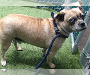 Chug Dogs for adoption in Downey, CA, USA