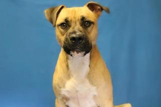 Black Mouth Cur Dogs for adoption in Ocala, FL, USA