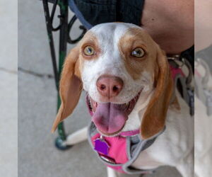 Beagle Dogs for adoption in Mundelein, IL, USA
