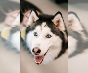 Siberian Husky Dogs for adoption in Matawan, NJ, USA