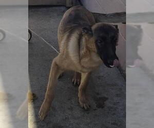 Mutt Dogs for adoption in Houston, TX, USA