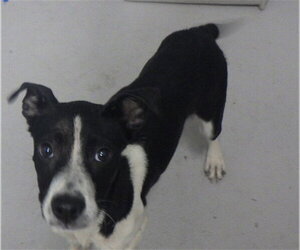 Mutt Dogs for adoption in Augusta, GA, USA