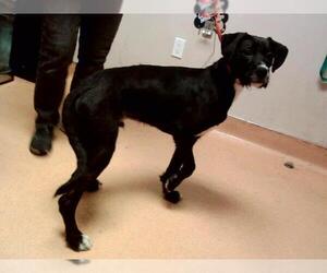 Mutt Dogs for adoption in Martinez, CA, USA