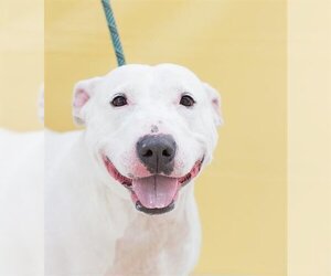 Bull Terrier Dogs for adoption in Tracy, CA, USA