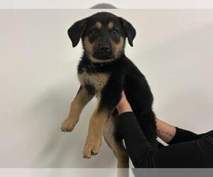 Rottweiler Dogs for adoption in Corona, CA, USA
