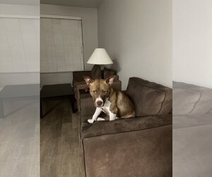 American Staffordshire Terrier Dogs for adoption in Chandler, AZ, USA