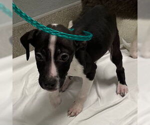 Border Collie-Unknown Mix Dogs for adoption in Las Vegas, NV, USA
