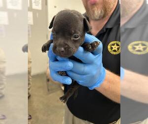 Labrador Retriever-Unknown Mix Dogs for adoption in Rosenberg, TX, USA