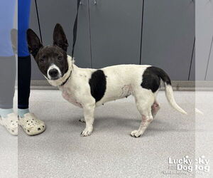Basset Hound-Unknown Mix Dogs for adoption in Washington, DC, USA