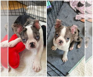 Boston Terrier Dogs for adoption in Jackson Township, NJ, USA