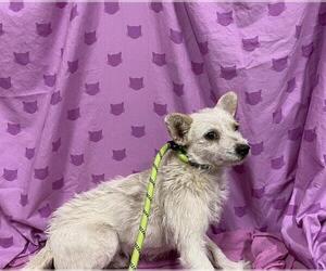 Mutt Dogs for adoption in Modesto, CA, USA