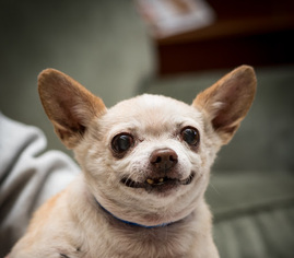 Chihuahua Dogs for adoption in Fresno, CA, USA