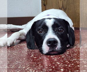 Beagle-Unknown Mix Dogs for adoption in Fargo, ND, USA